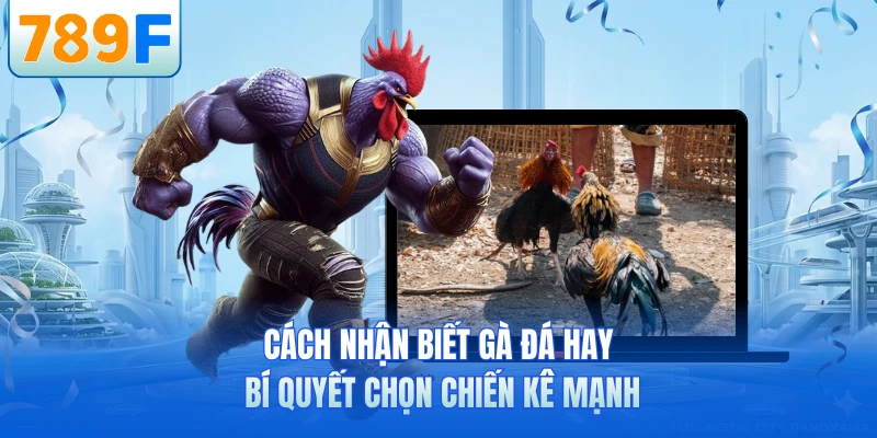 Cách Nhận Biết Gà Đá Hay - Bí Quyết Chọn Chiến Kê Mạnh