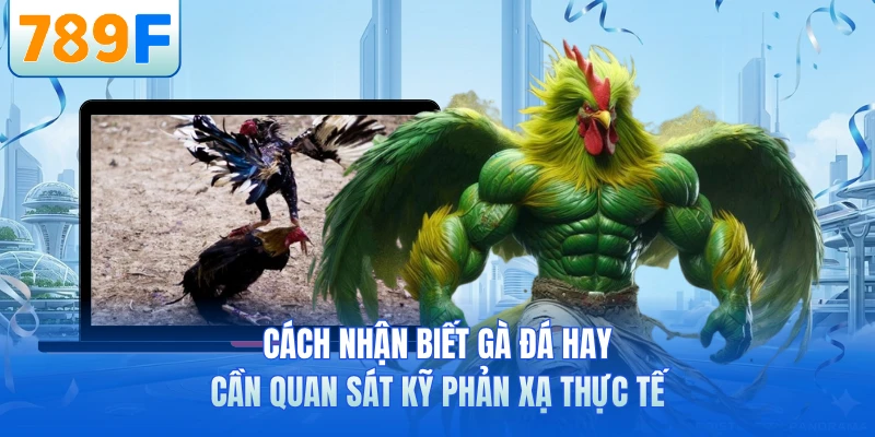 Cách nhận biết gà đá hay cần quan sát kỹ phản xạ thực tế