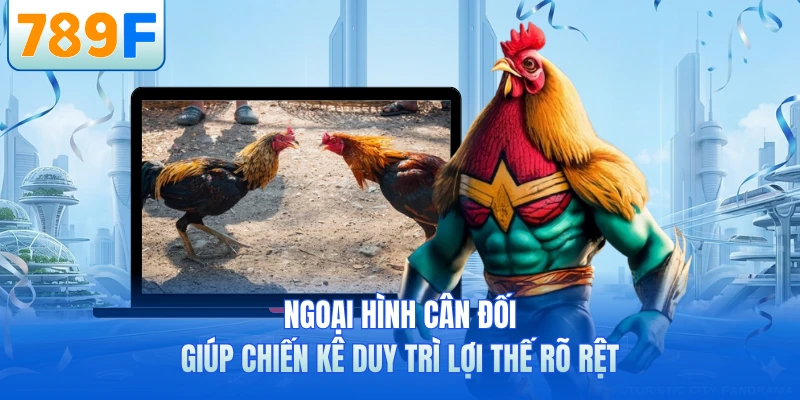 Ngoại hình cân đối giúp chiến kê duy trì lợi thế rõ rệt